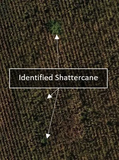 Shattercane image example