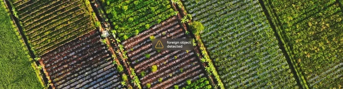 Aerial view of crop fields with a digital alert highlighting a foreign object detected on the ground, illustrating how GeoAI identifies contaminants before harvest.