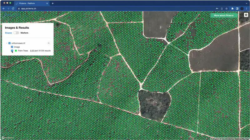 This image shows an automated tree-counting analysis on the Picterra platform, focusing on a large-scale plantation. The aerial orthomosaic view is covered with thousands of small green markers, each identifying an individual tree. The "Images & Results" panel on the left quantifies the detection, showing a total of 31,725 results for Palm Trees over an area of 0.50 km². This demonstrates the platform's power to provide high-precision inventory and density data for forestry and plantation management using AI-driven geospatial analysis.